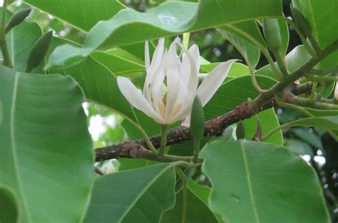 joy perfume tree|magnolia champaca how to grow.